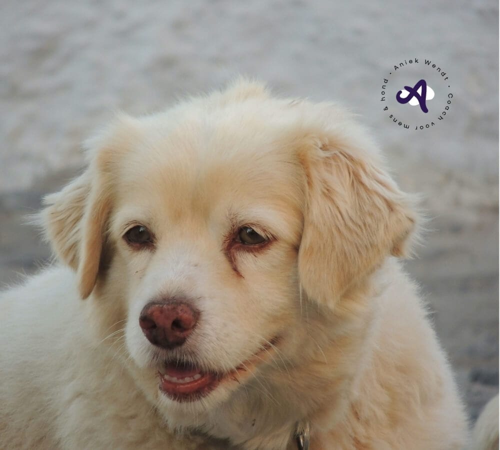 Waarom je onzeker wordt bij het opvoeden van je pup