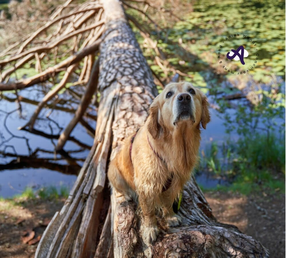 Welke oorzaken kunnen maken dat je hond ganzenpoep eet?