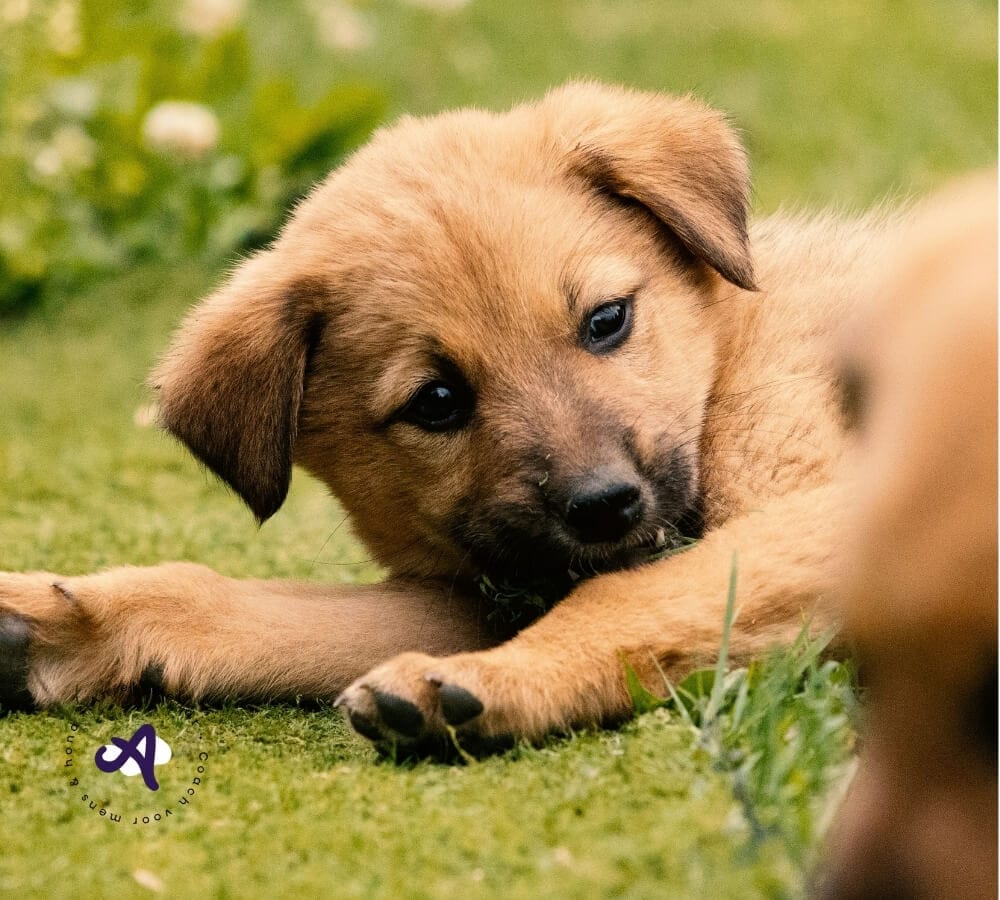 Wat je pup moet leren bij een oudere hond in huis
