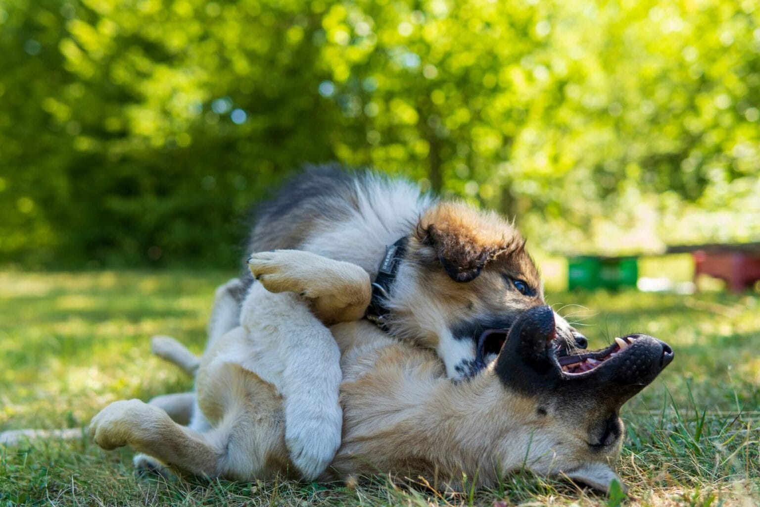 Je pup en oudere hond samen met elkaar laten omgaan: hoe doe je dat?