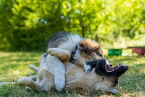 Je pup en oudere hond samen met elkaar laten omgaan: hoe doe je dat?