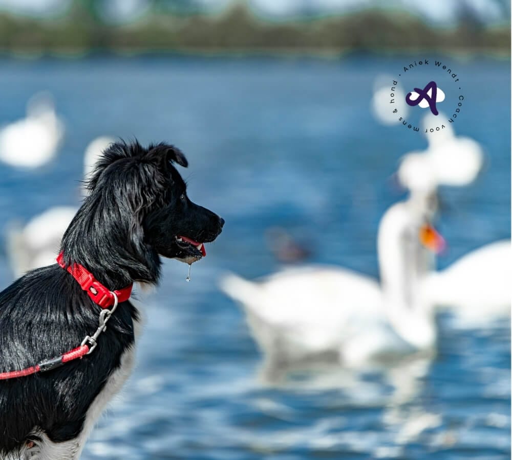 Welke rol spelen voeding, darmflora, leeftijd en ras bij poep eten?