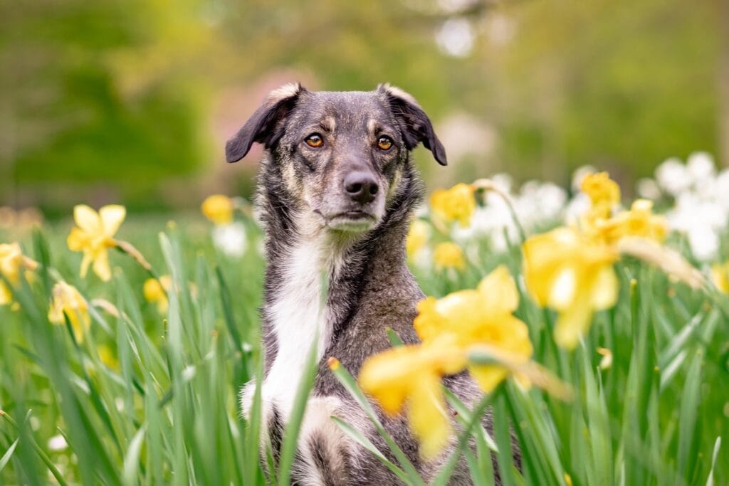 Hond staat aan, zenuwstelsel