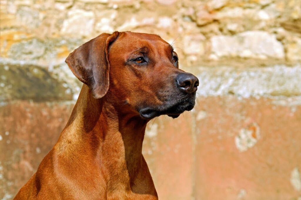 Hond blijft aan staan