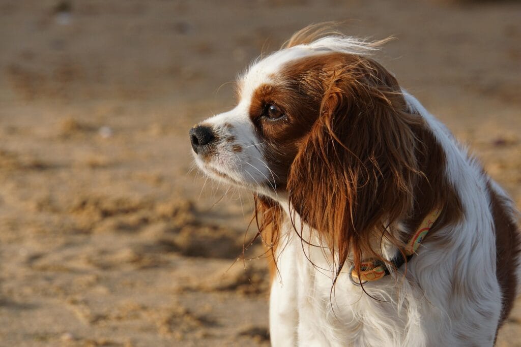 hond reguleren