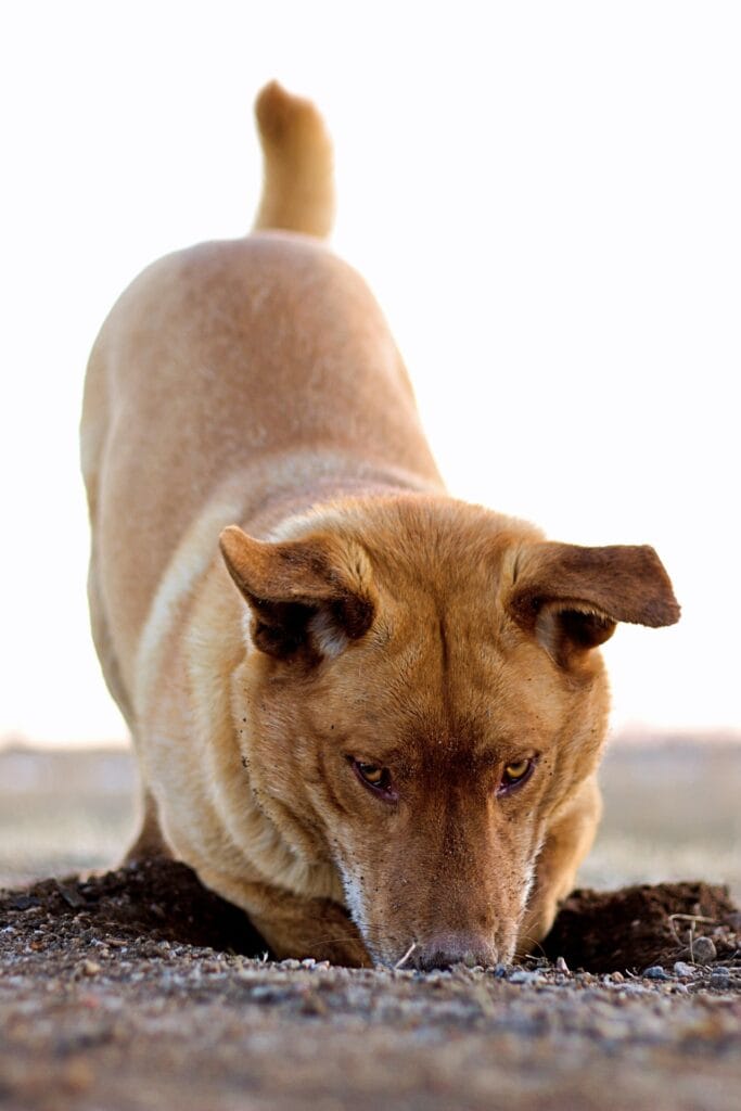 Hond graven regulatie signaal