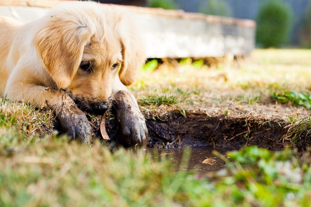 Hond helpen reguleren