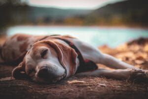 Hond helpen reguleren