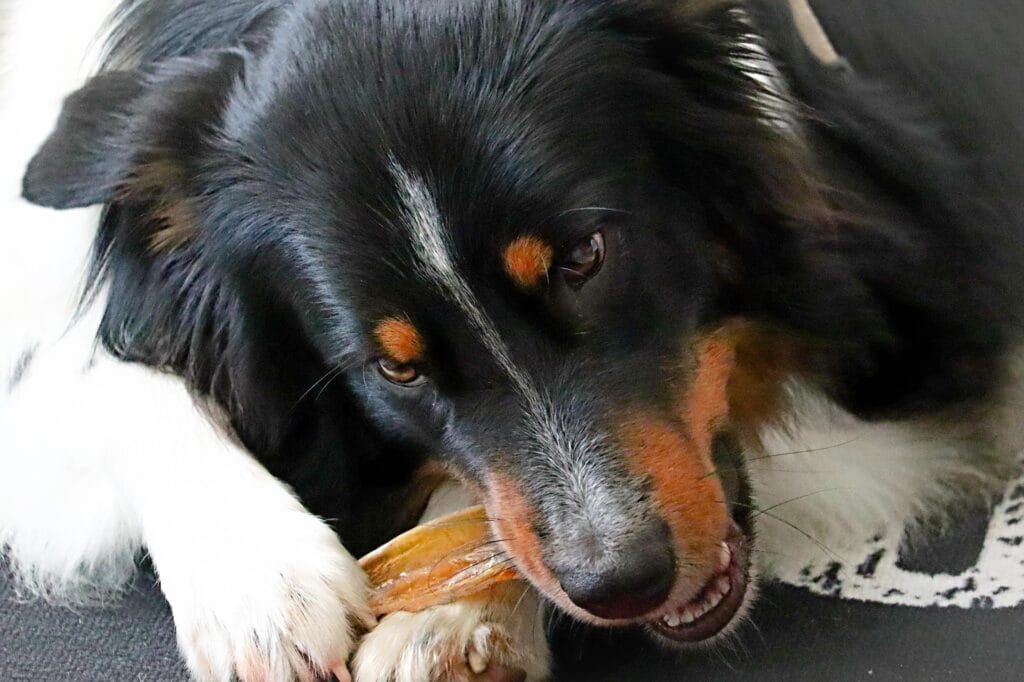 Hond kauwen, regulatie signaal