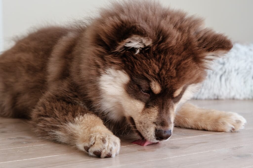 Hond likken regulerend