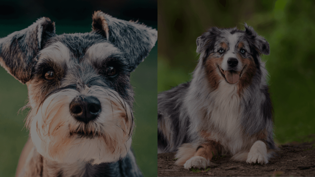 Hond moet zijn spanning kwijt