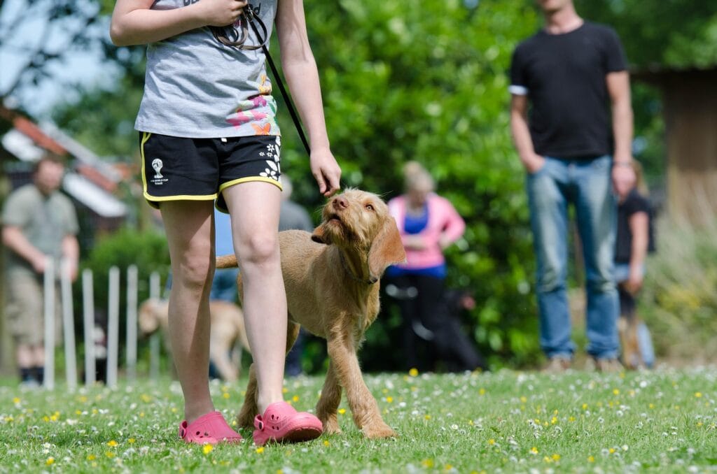 hond-niet-rustig-zenuwstelsel-aan