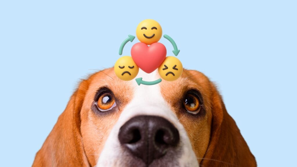 dit is waarom een hond moet reguleren