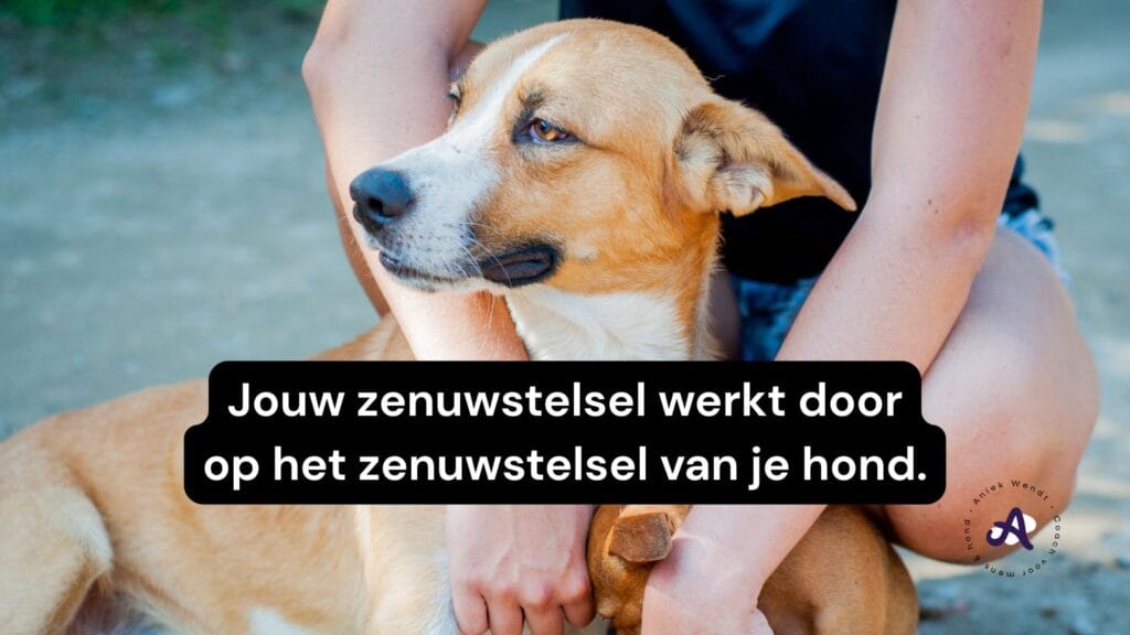 Hond rustig krijgen reguleren
