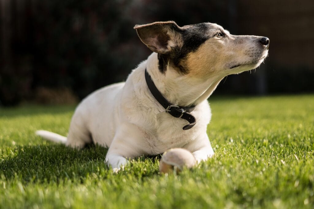 Hond rustig krijgen zenuwstelsel