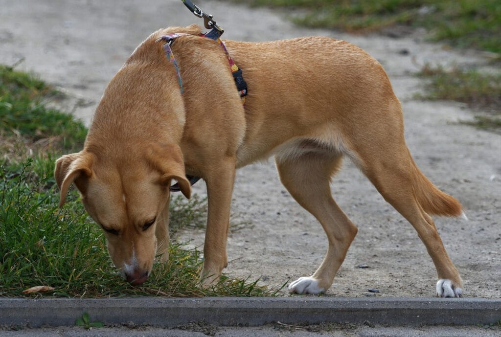 Hond zenuwstelsel