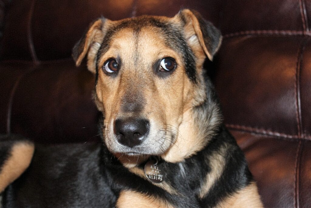 Hond rustig krijgen zenuwstelsel
