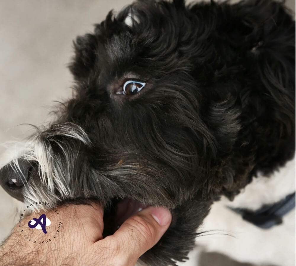 Veelgestelde vragen over puppybijten - FAQ