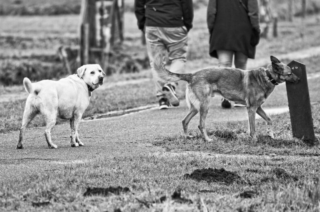 Hond moet reguleren