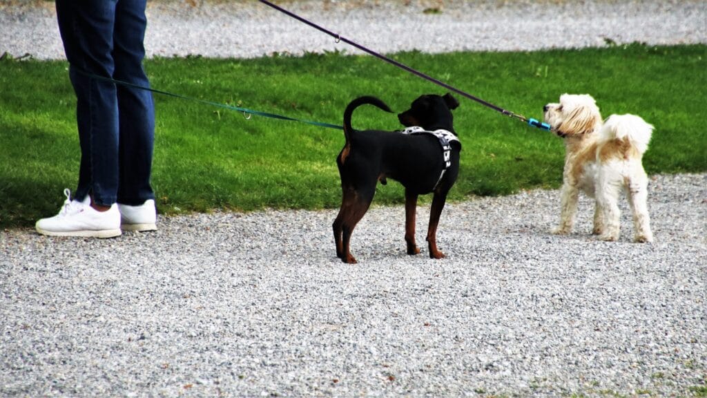 Hond rustig krijgen zenuwstelsel