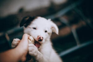 5 tips tegen puppybijten