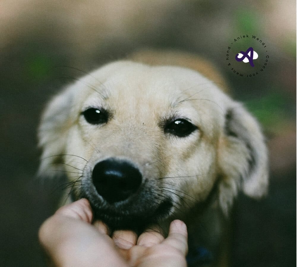 5 tips tegen puppybijten