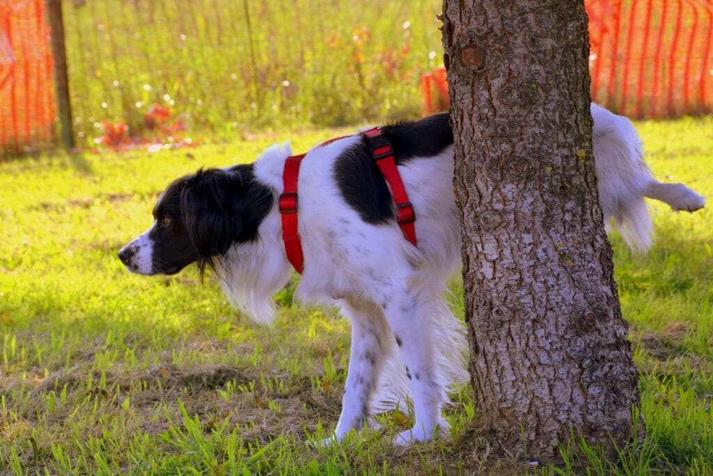 Wat betekent plassen hond?