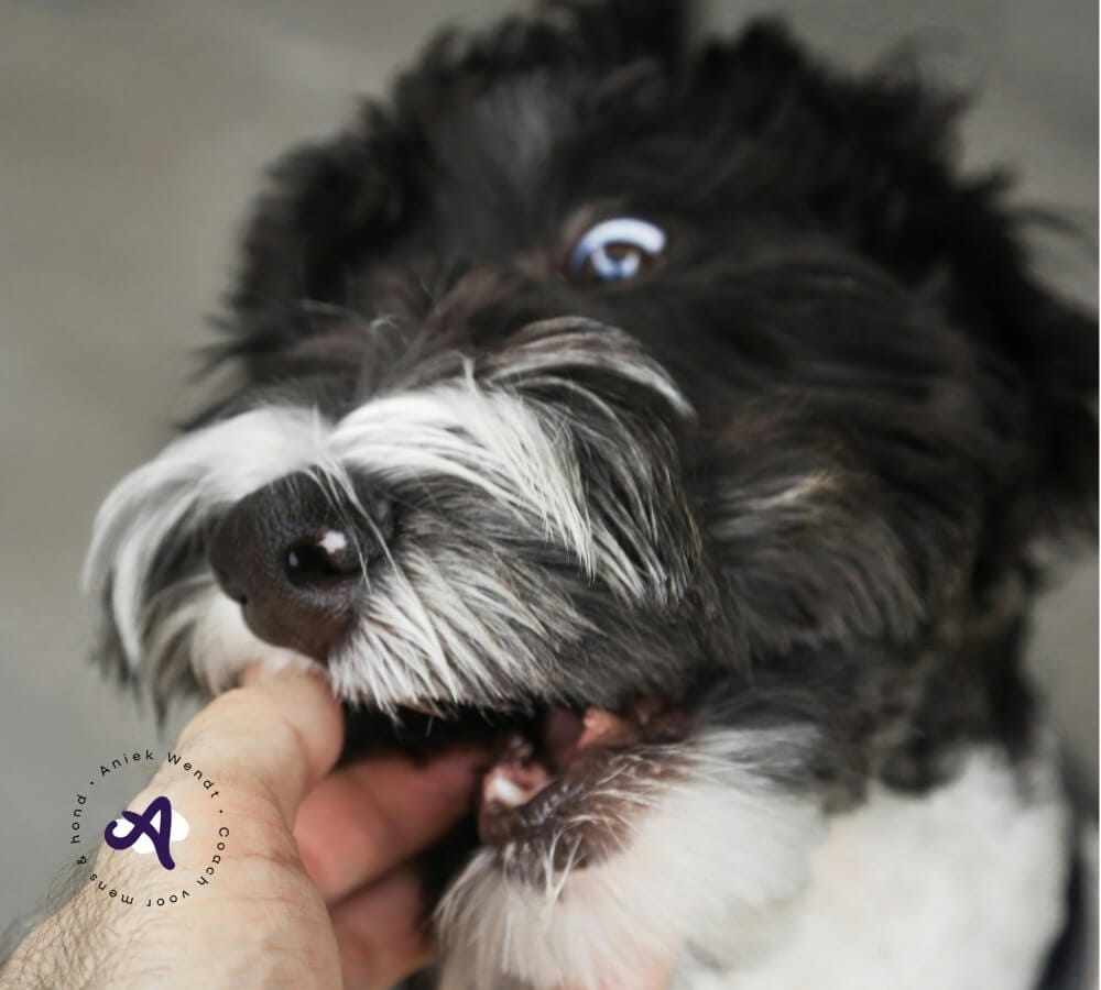 5 tips tegen puppybijten