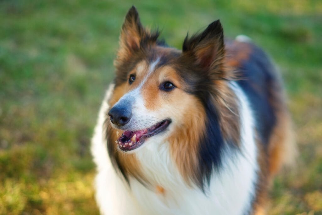 Zenuwstelsel hond rustig krijgen