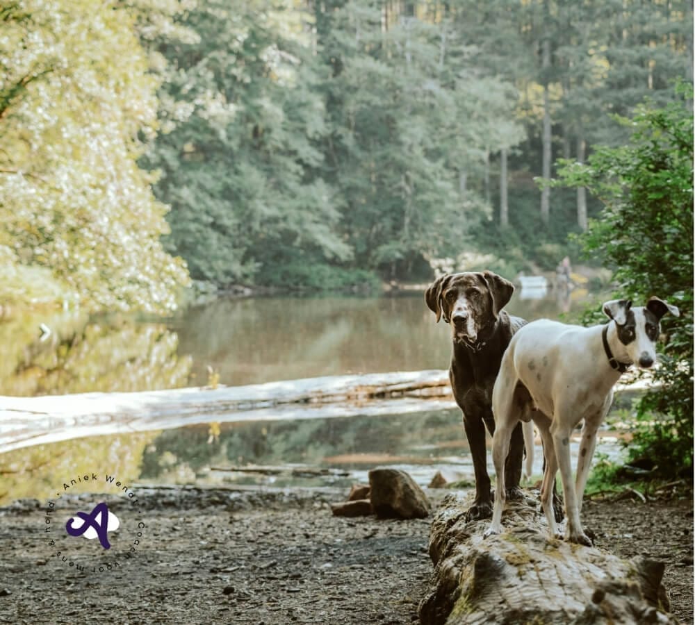 Gaat een hond vanzelf volgen als hij je vertrouwt?
