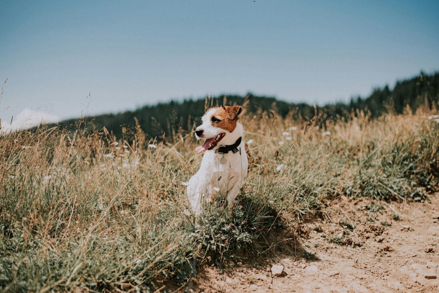 Onze honden zijn werkloos: wat is het probleem?