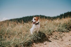 Onze honden zijn werkloos: wat is het probleem?