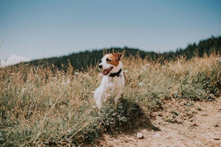 Onze honden zijn werkloos: wat is het probleem?