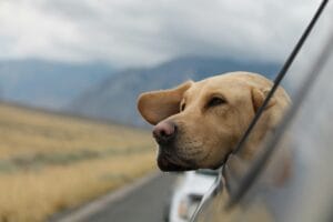 Dit is de impact van waar je hond vandaan komt