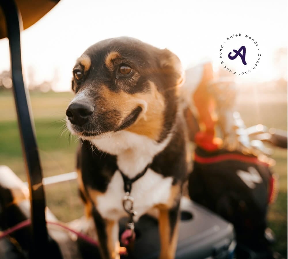 Dit is de impact van waar je hond vandaan komt