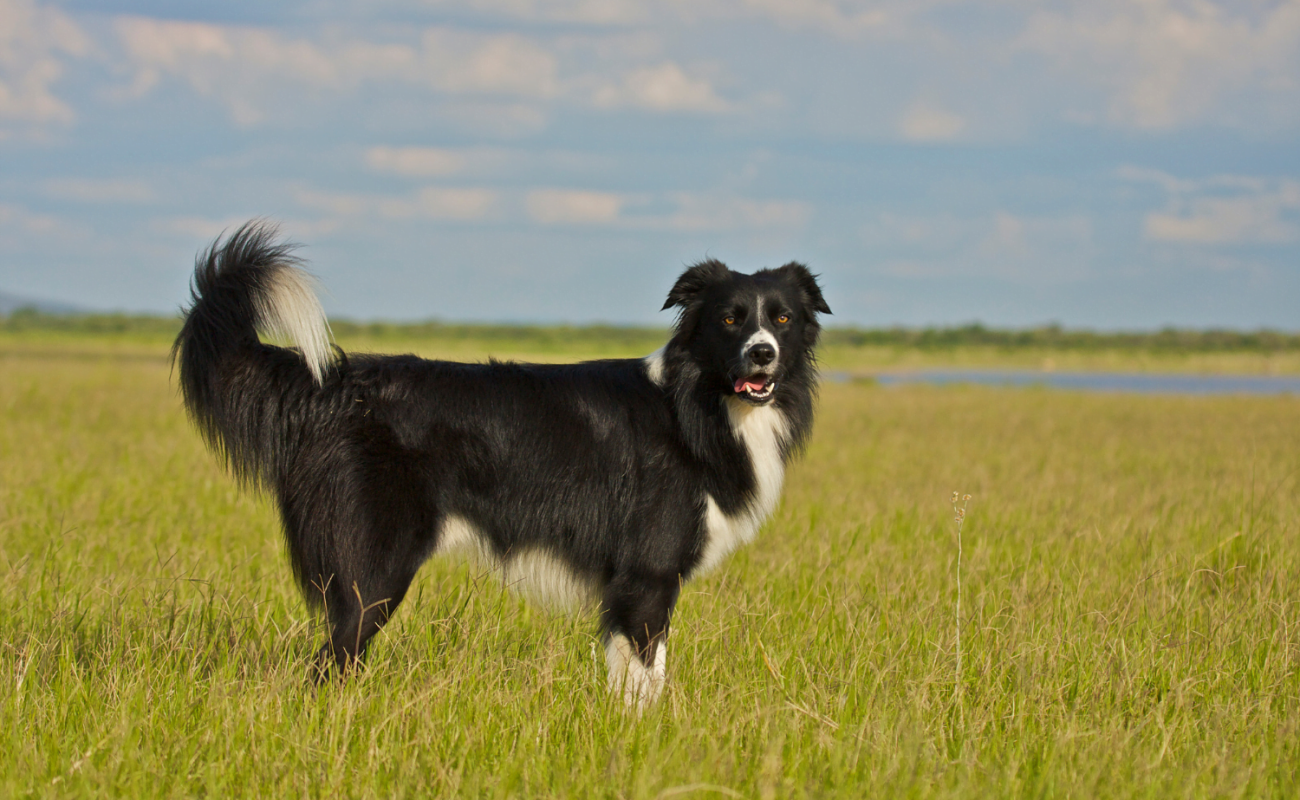 Hondenrassen: Border Collie