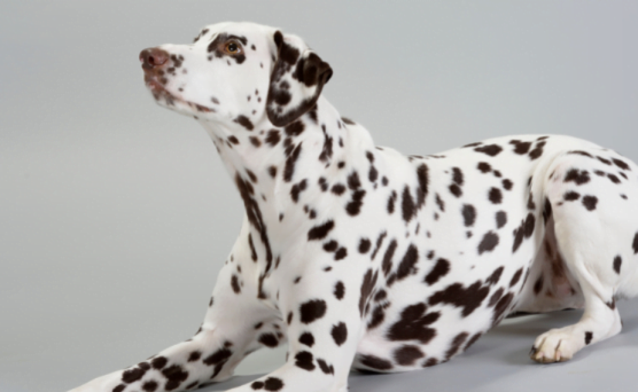 Hondenrassen: Dalmatiër - Dalmatische hond