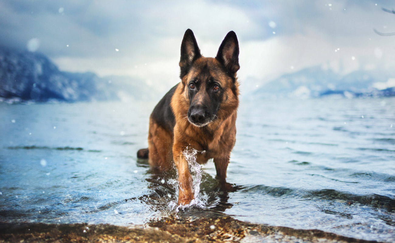 Hondenrassen: Duitse herder Hondenrassen: Duitse herder