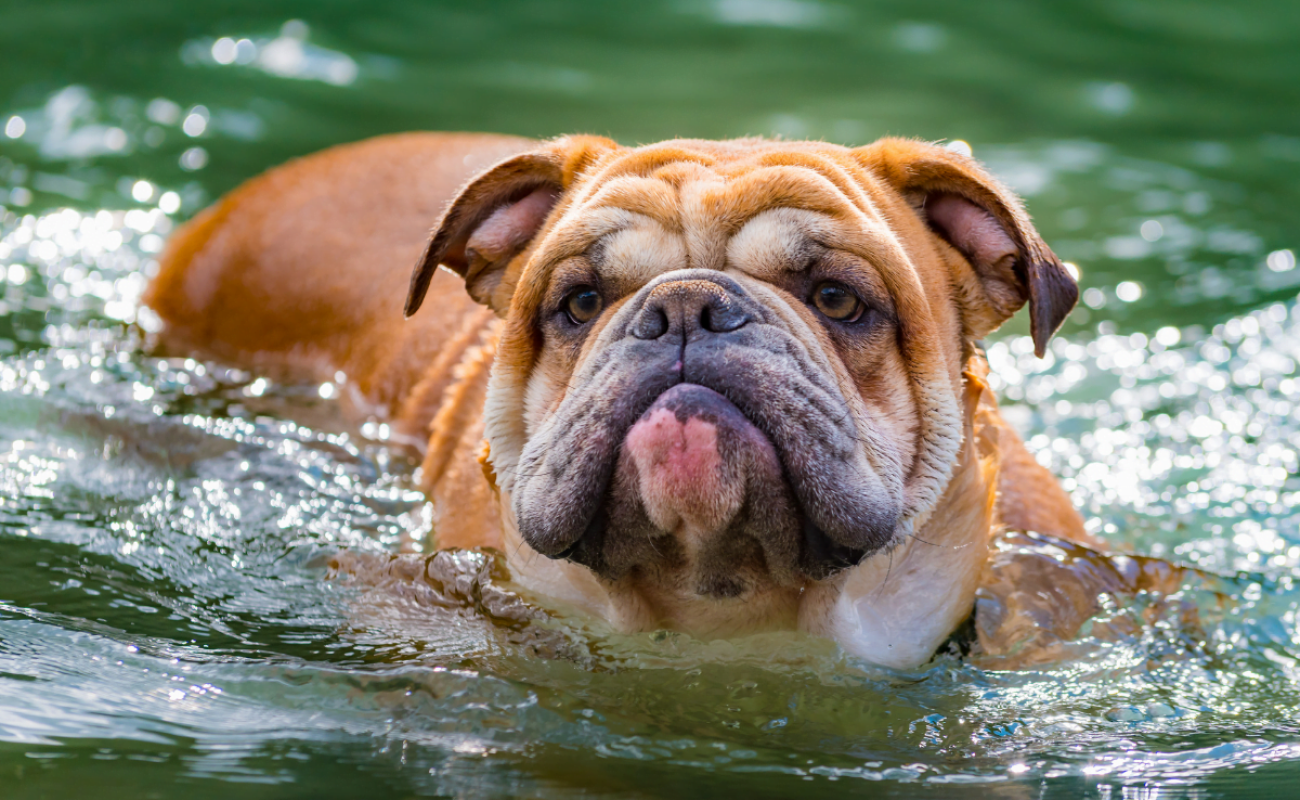Hondenrassen: Engelse Bulldog