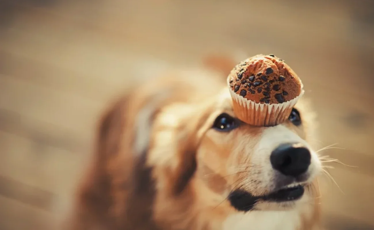 Waarom is chocolade slecht voor honden?