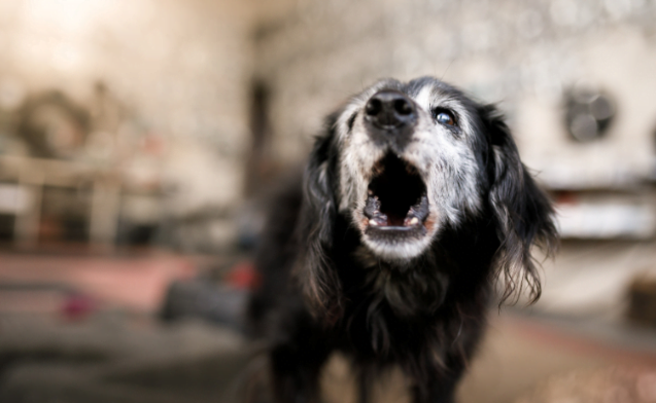 Hond-is-heel-waaks Hond is heel waaks