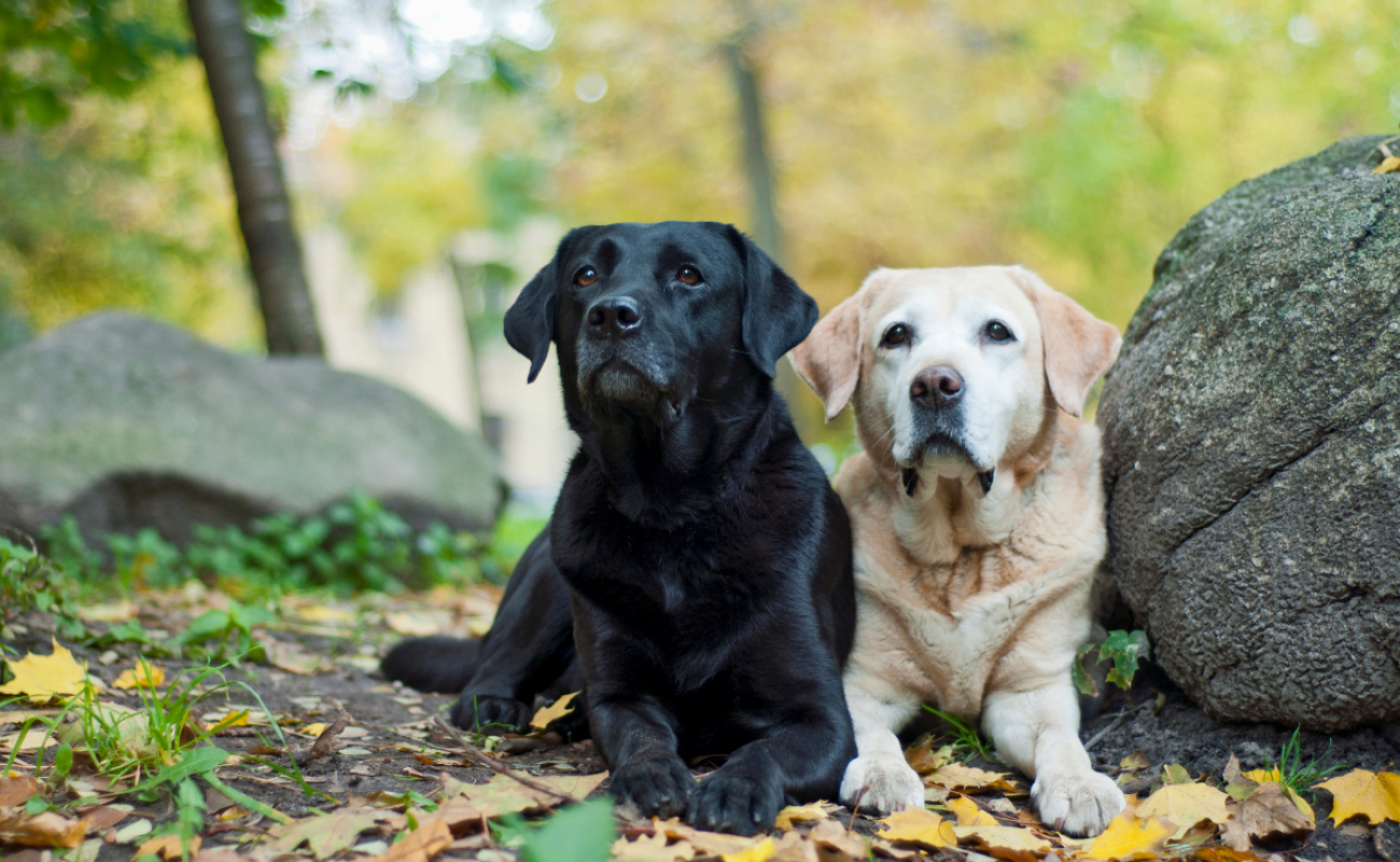 Hondenrassen: Labrador Retriever