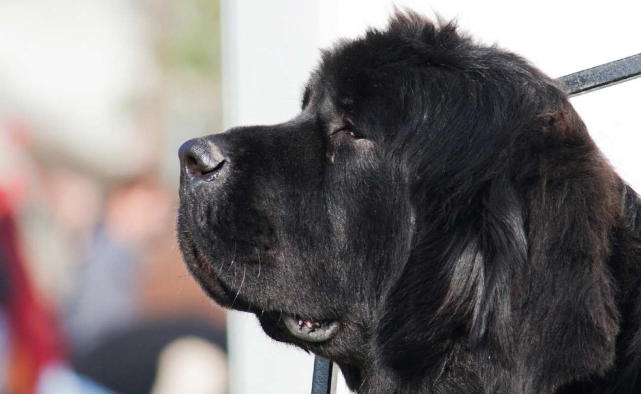 Hondenrassen: Newfoundlander