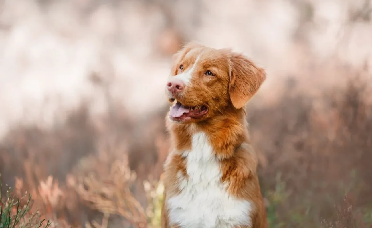 Hondenrassen: Nova Scotia Duck Tolling Retriever
