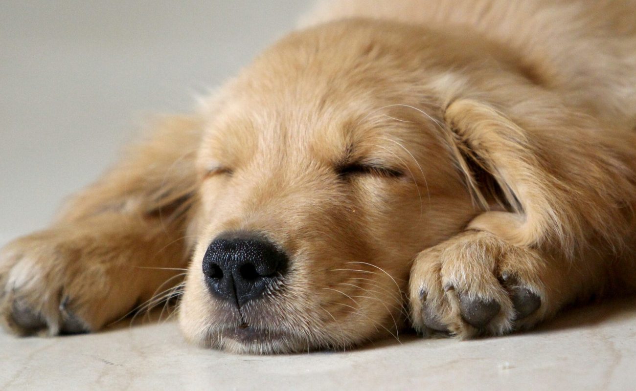 Puppy overdag laten slapen