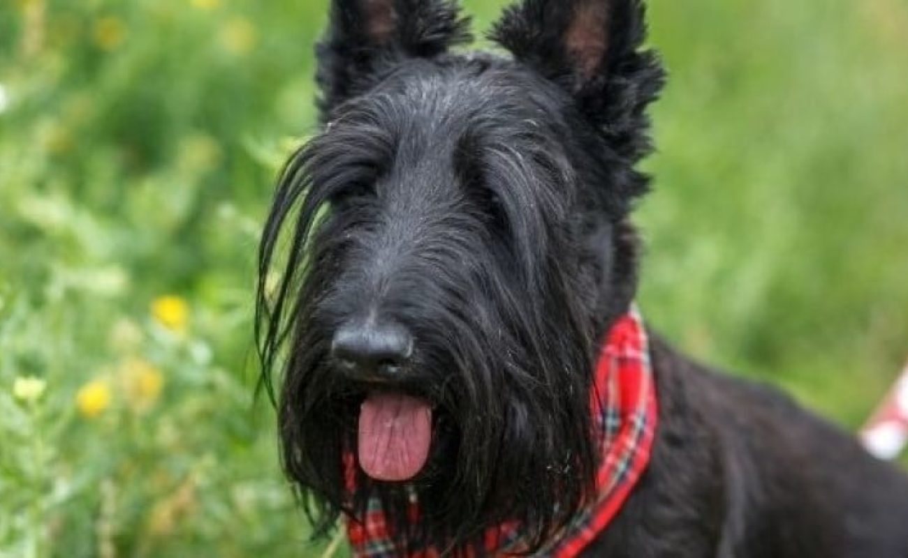Hondenrassen: Schotse Terriër
