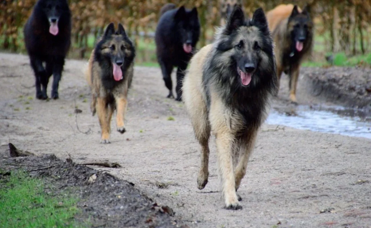 Verschil tussen leiderschap en dominantie Verschil tussen leiderschap en dominantie