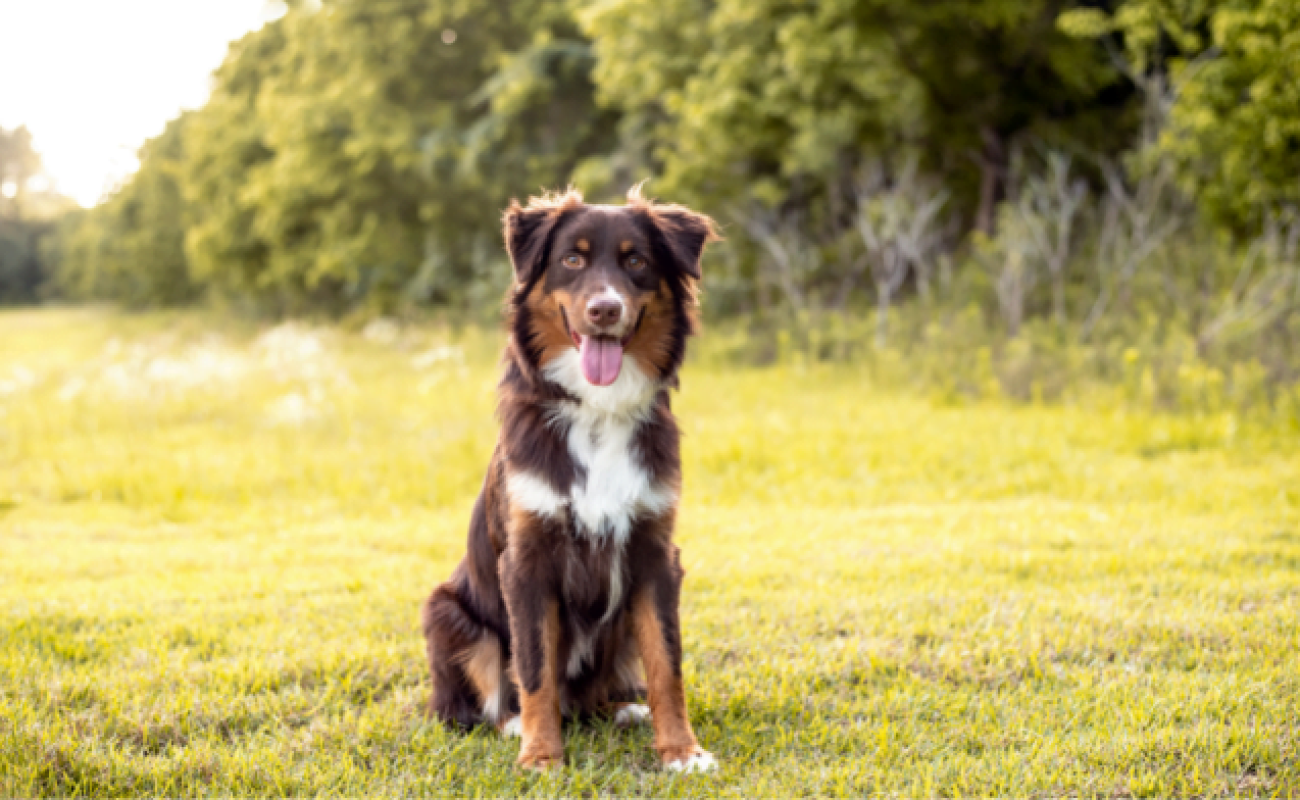 Counterconditionering honden