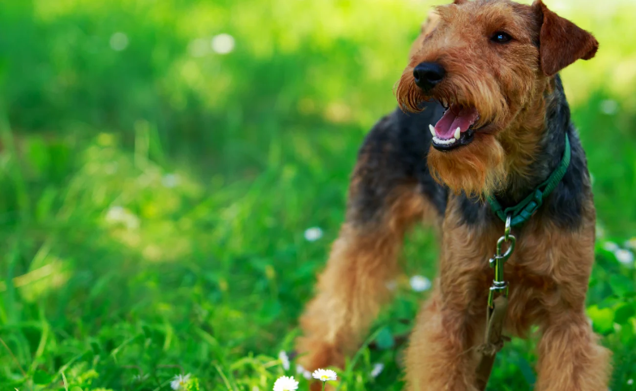 Hondenrassen Welsh Terriër