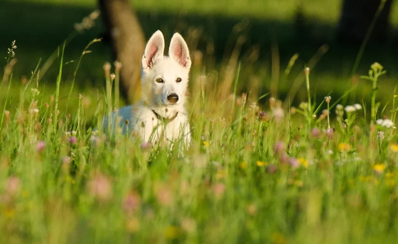 Zwitserse Witte Herdershond